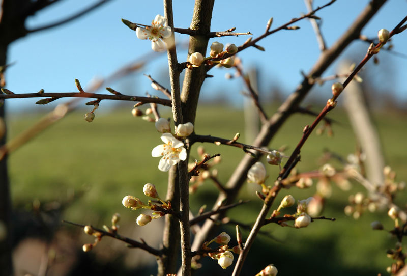 frühling