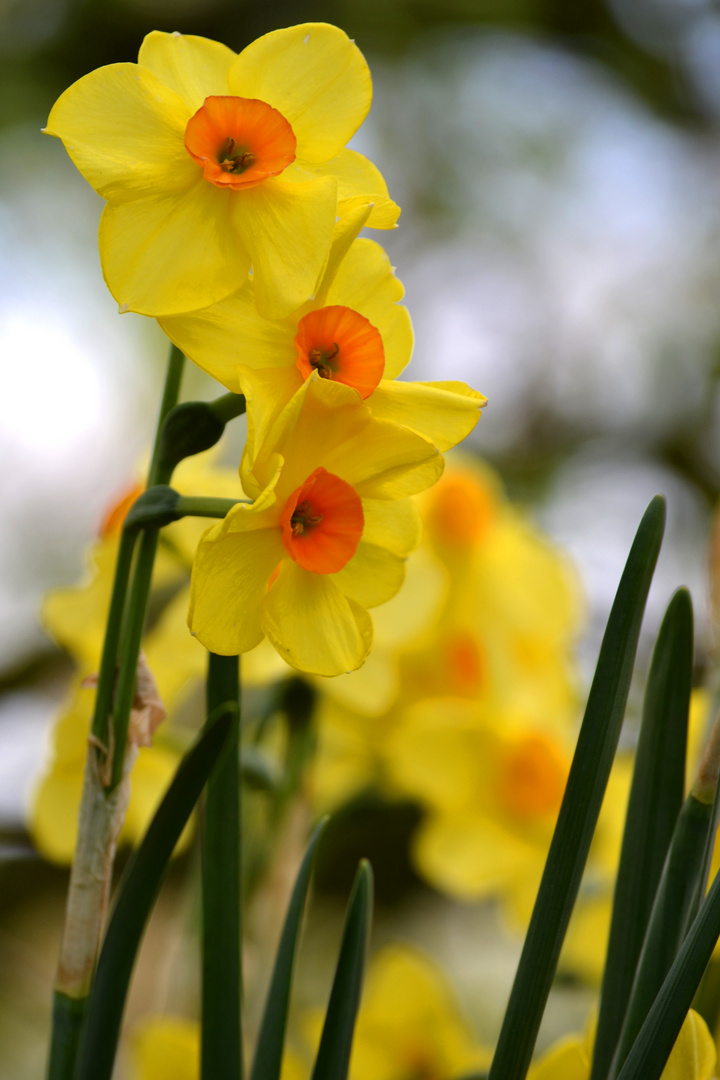 Frühling