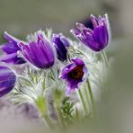 ... Frühling ...