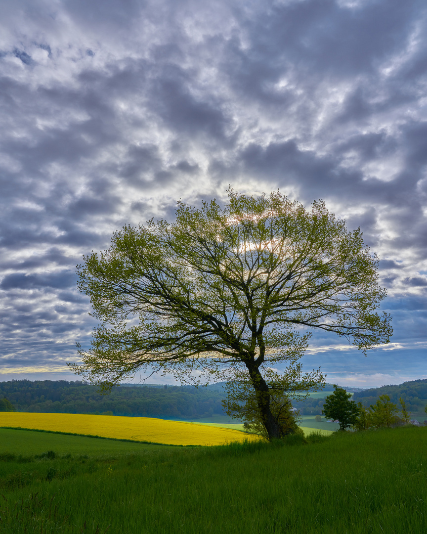 Frühling 