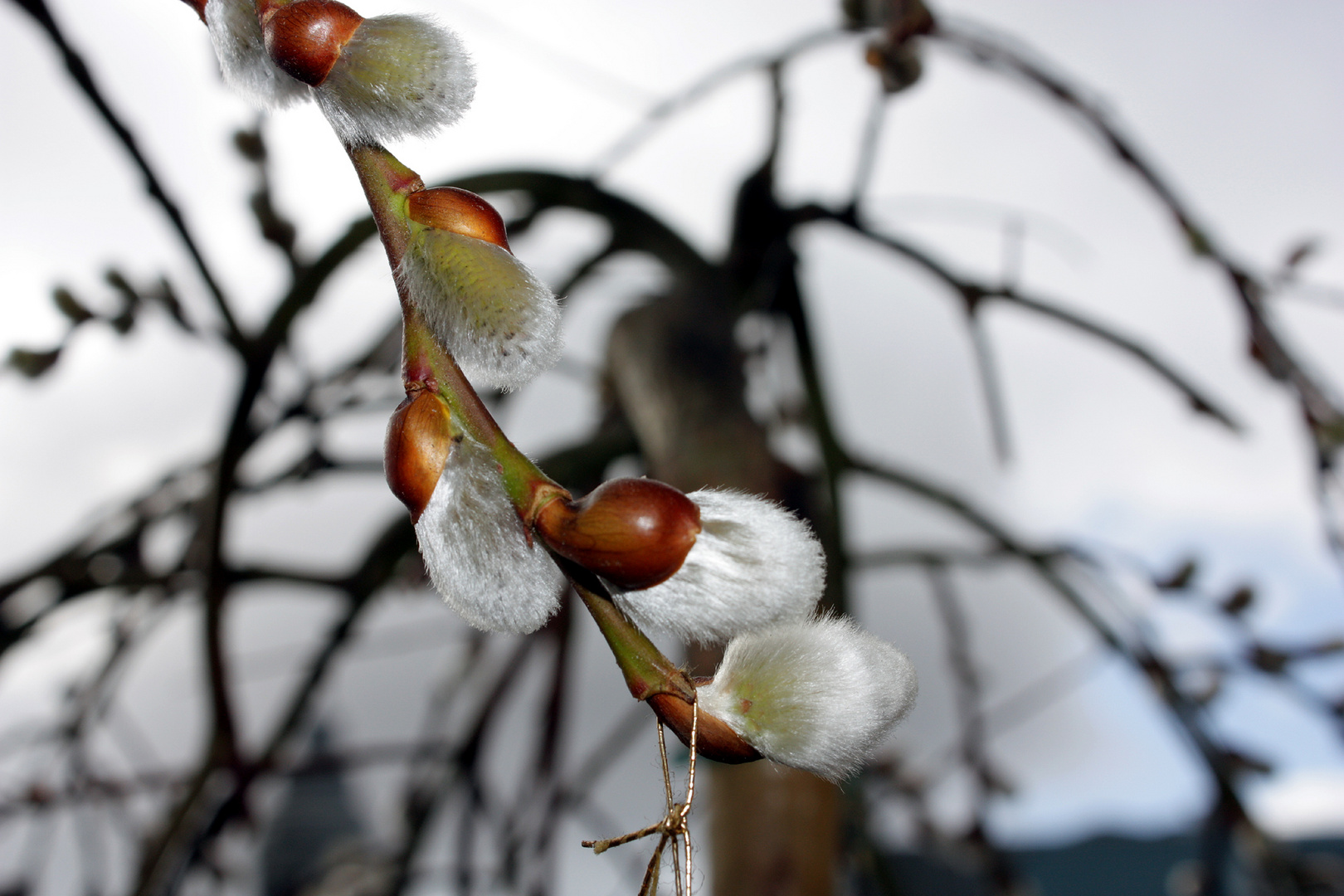 Frühling