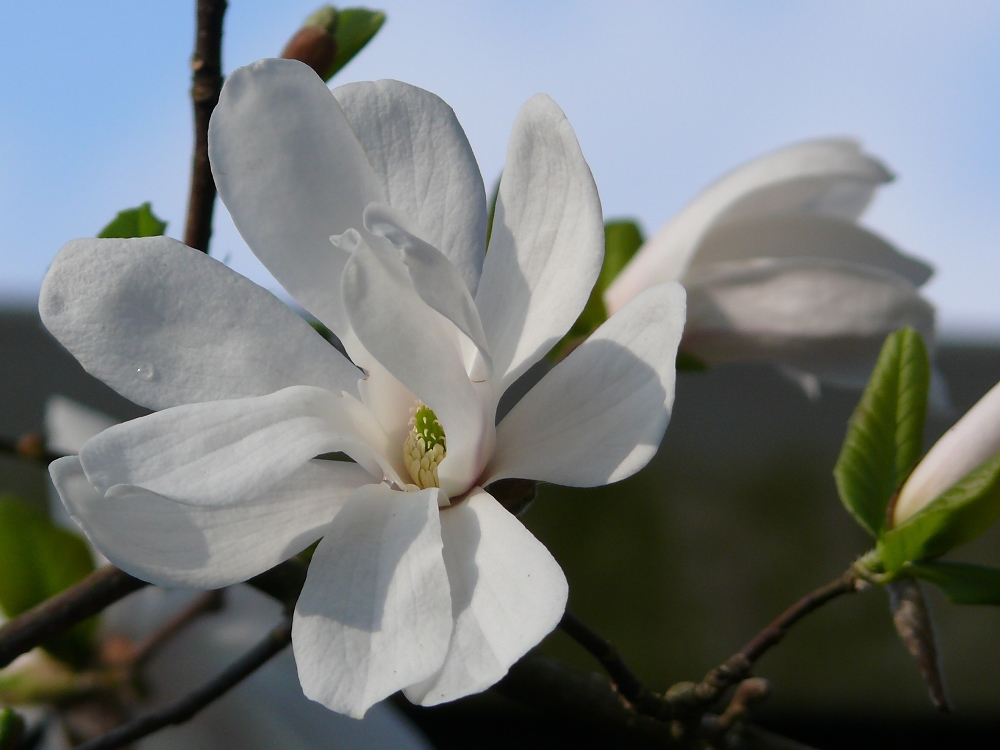 Frühling :-))