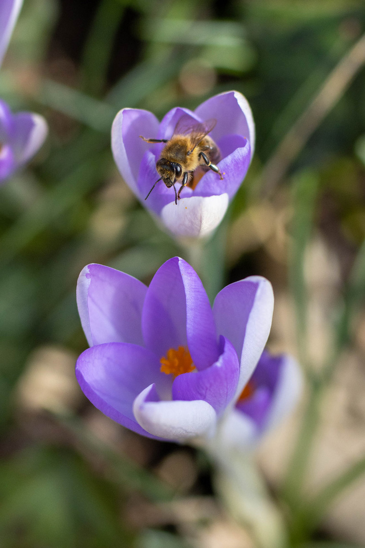 Frühling