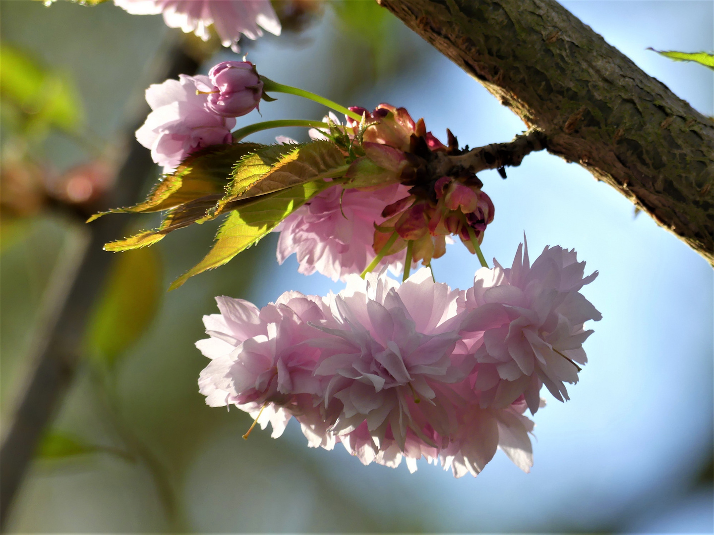 FRÜHLING