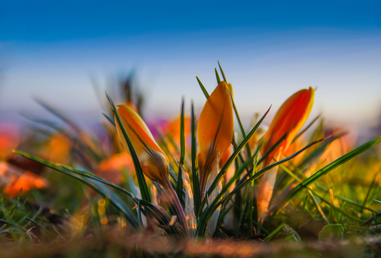 Frühling