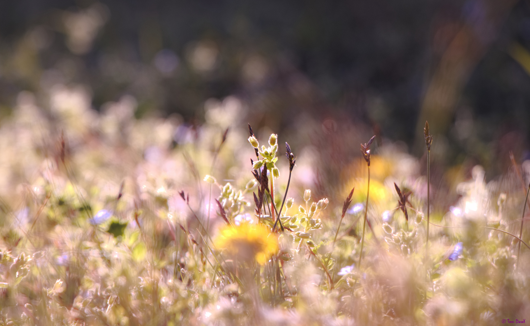 Frühling