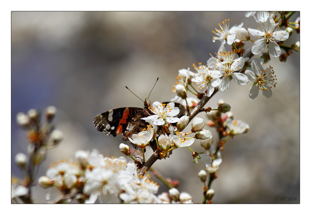 Frühling