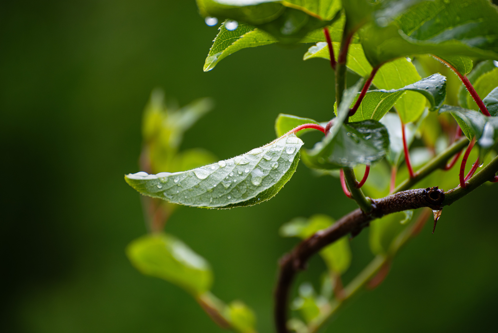 Frühling