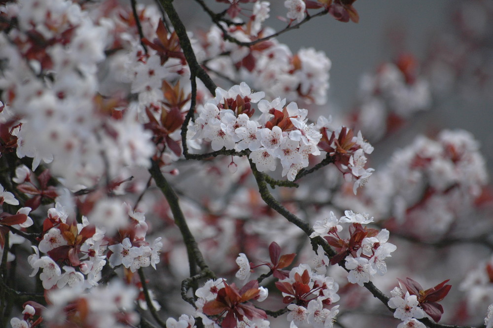 Frühling