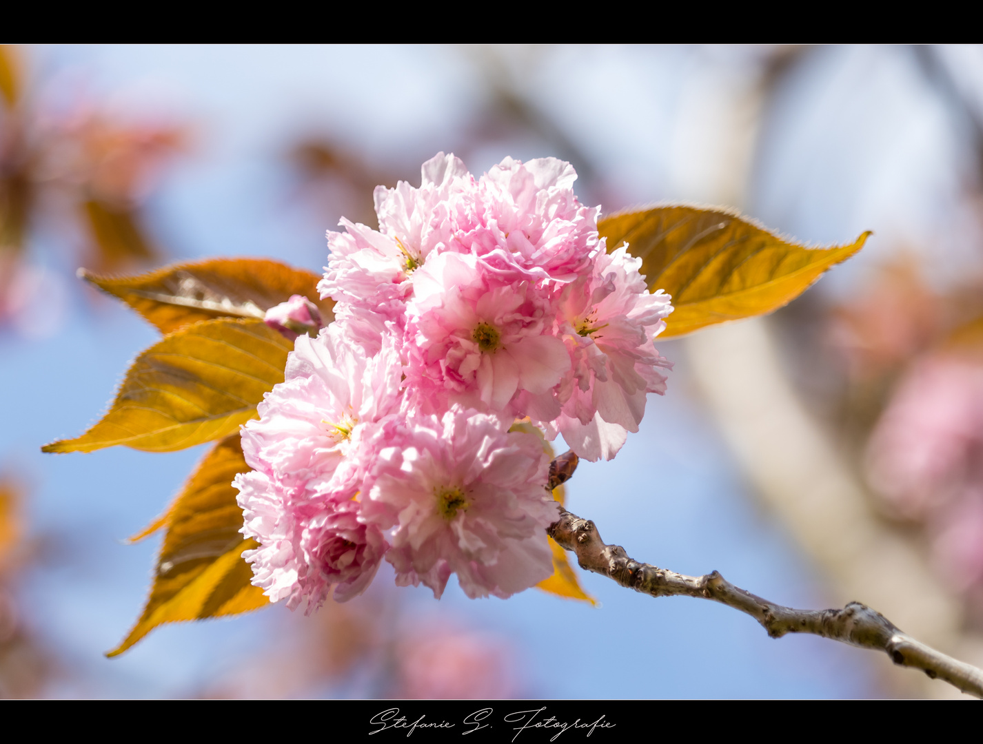 *Frühling*