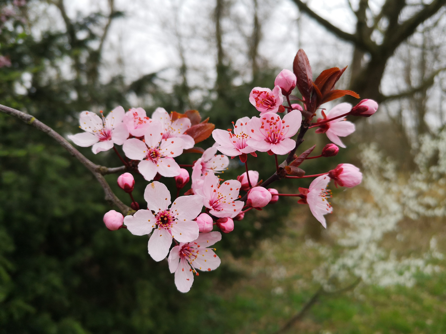 Frühling