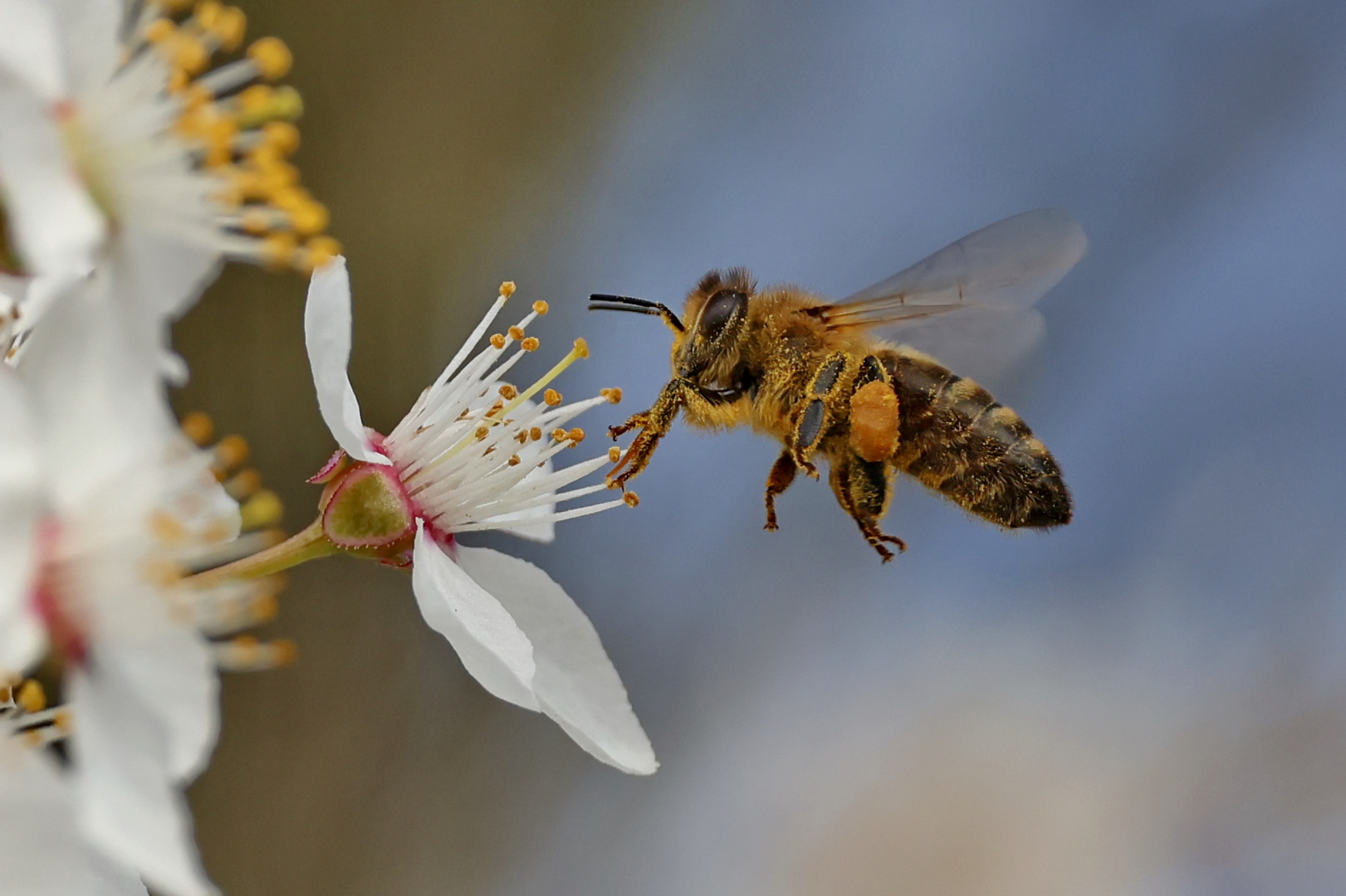 Frühling.... Foto & Bild tiere, wildlife, insekten Bilder auf
