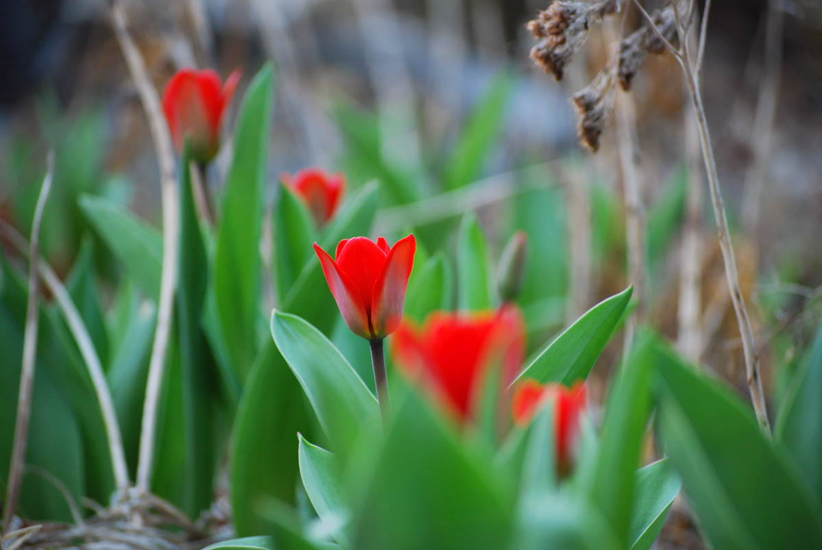 Frühling