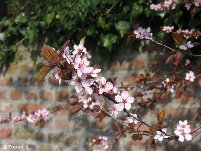 ::: Frühling :::