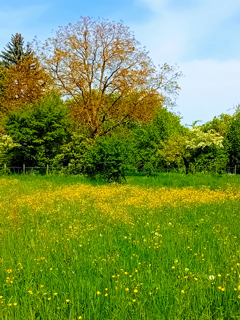 Frühling