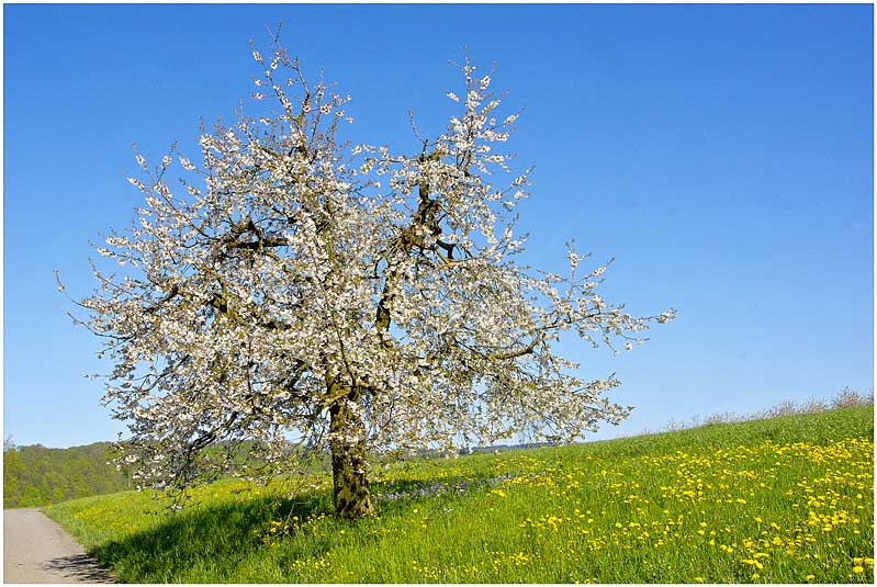 Frühling