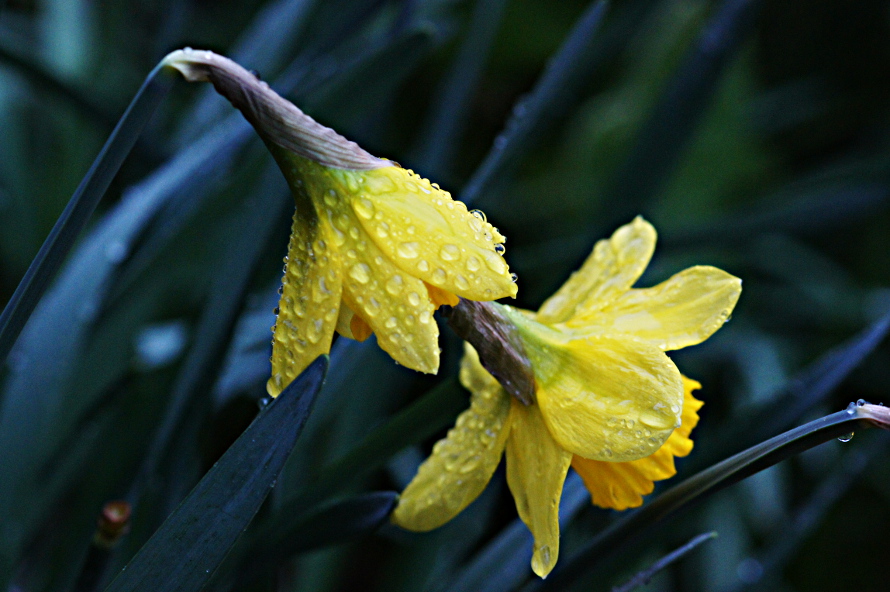 Frühling fällt aus - heute