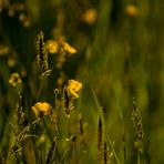 Frühling - Farben - Licht