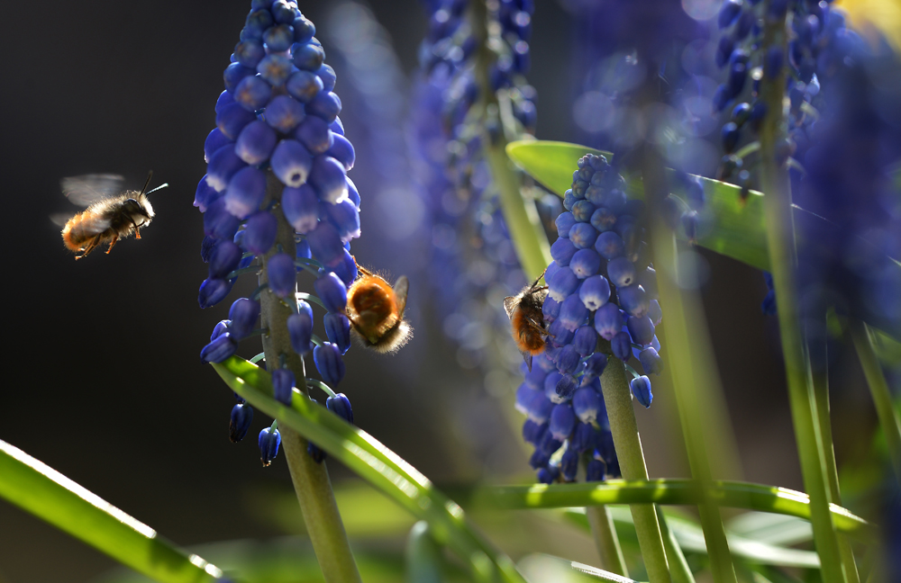 Frühling