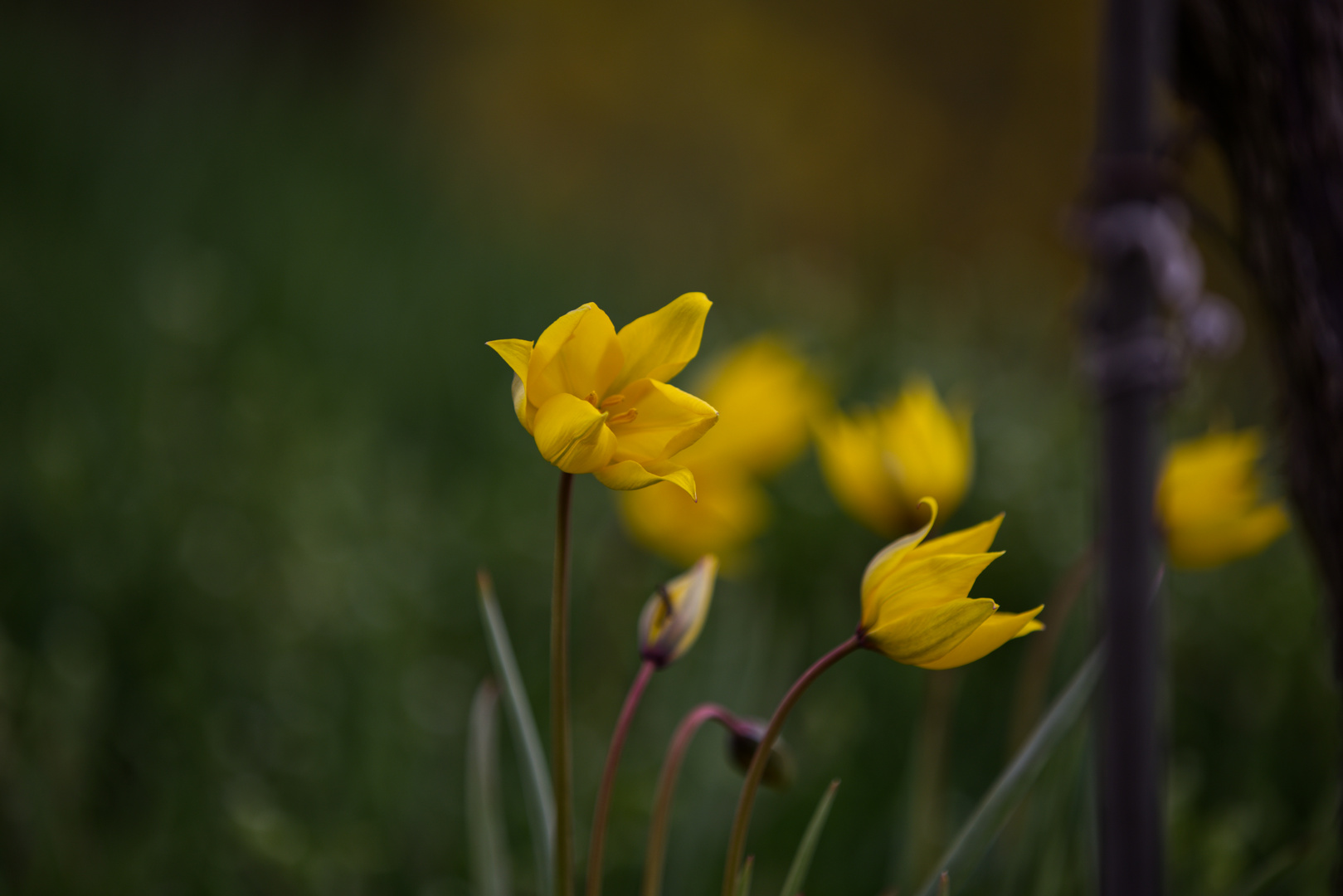 Frühling 