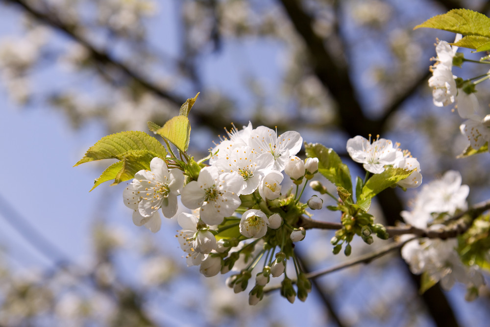 Frühling