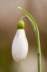 Frühling