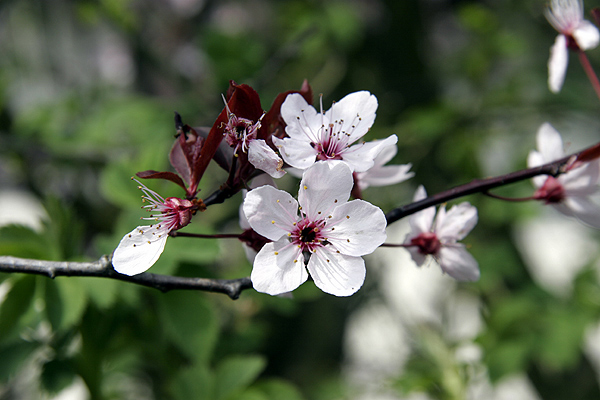 frühling