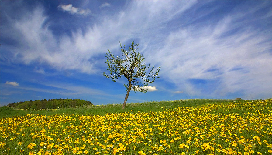 Frühling