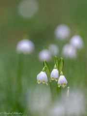 Frühling ...