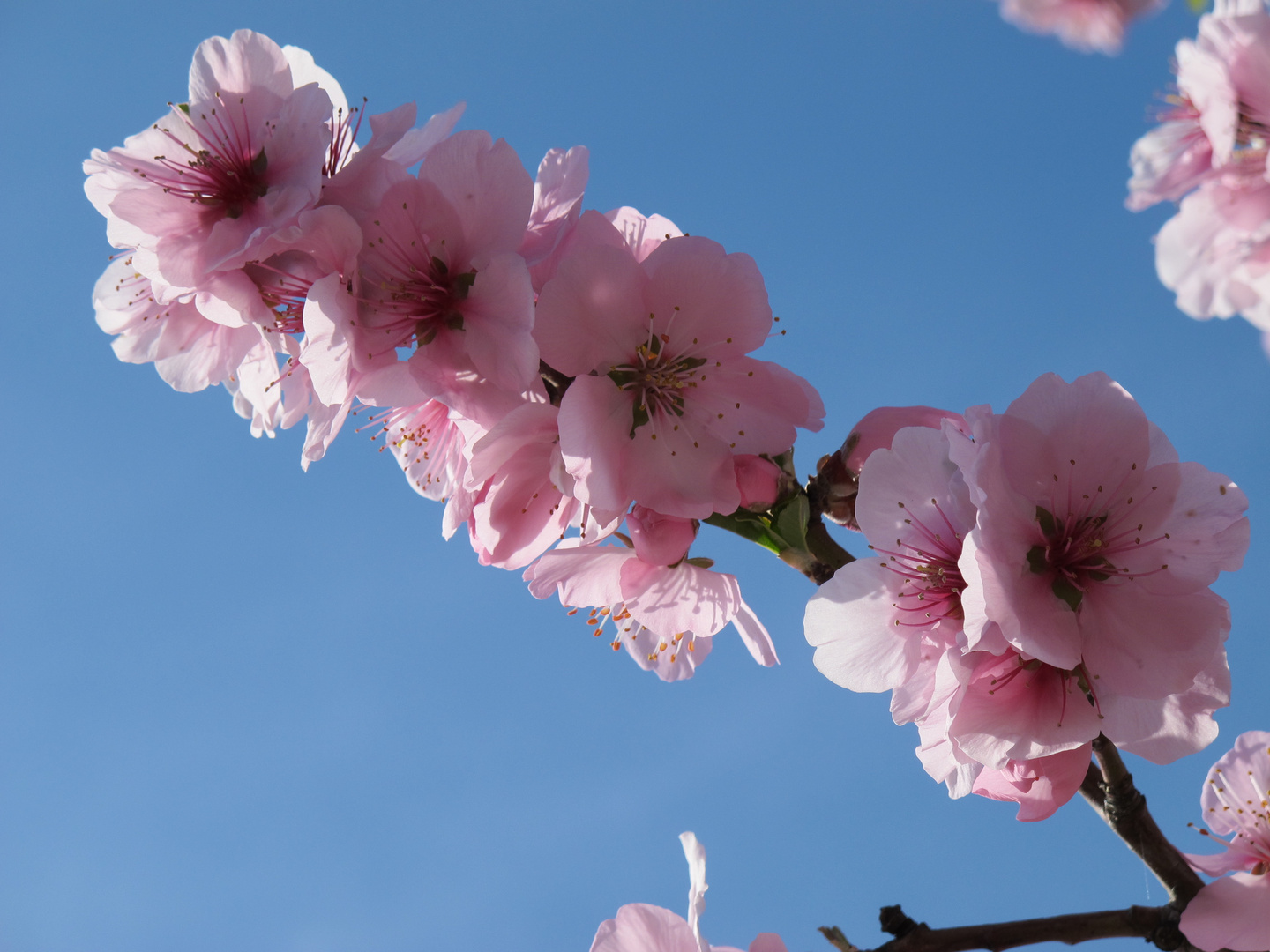 FRÜHLING