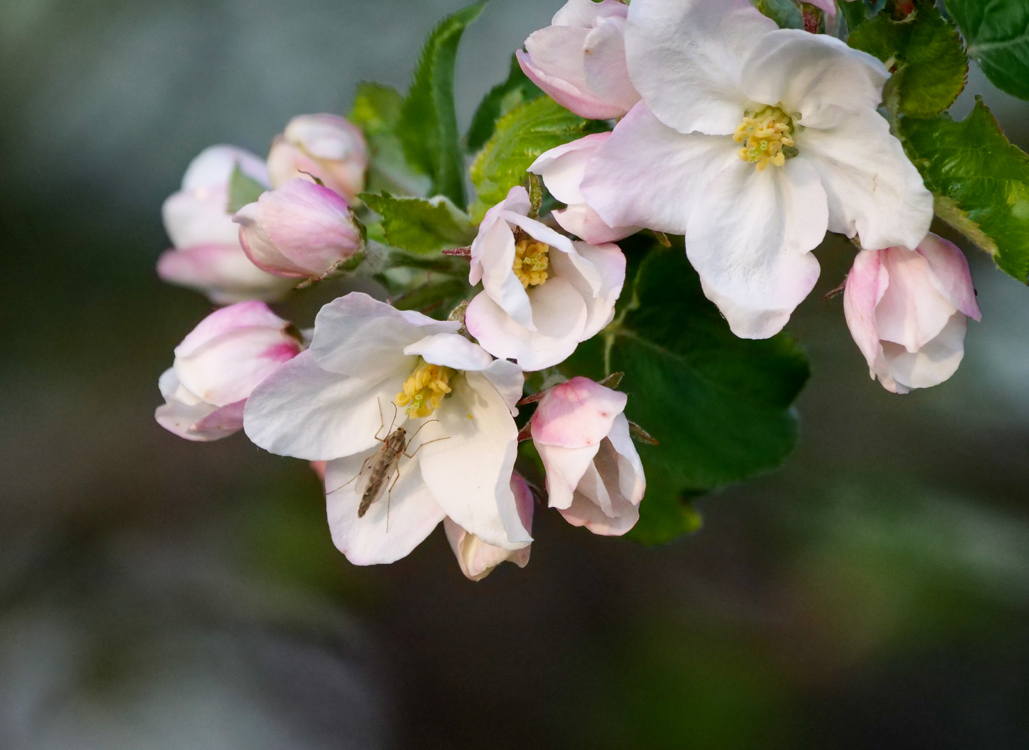 Frühling