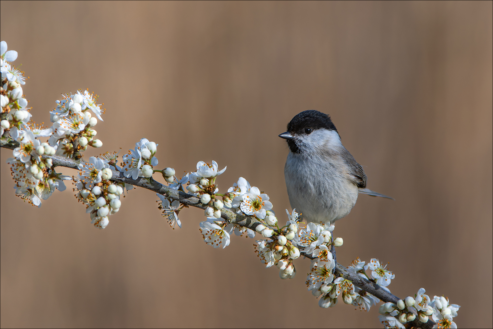 Frühling