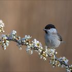 Frühling