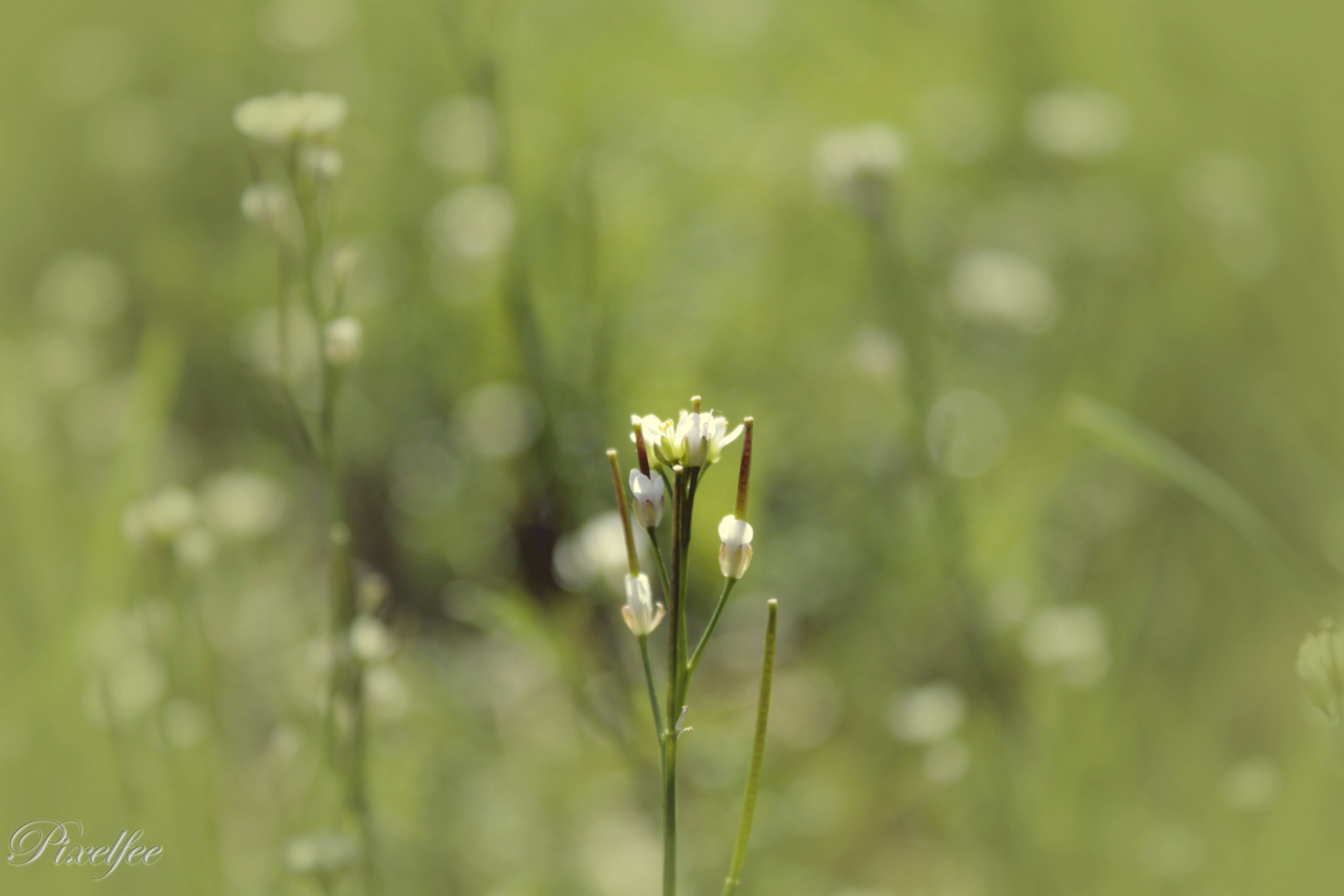 Frühling.