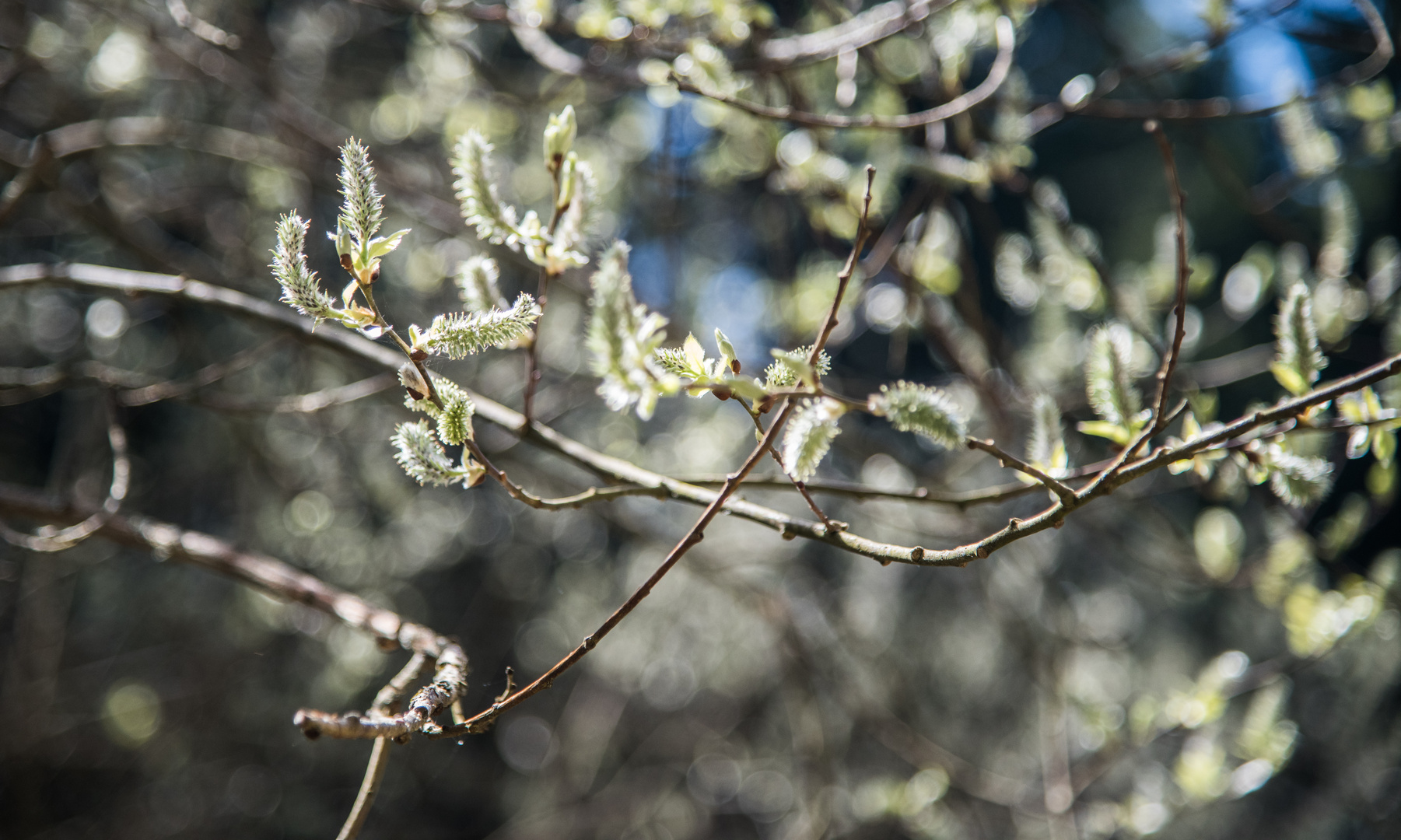 Frühling