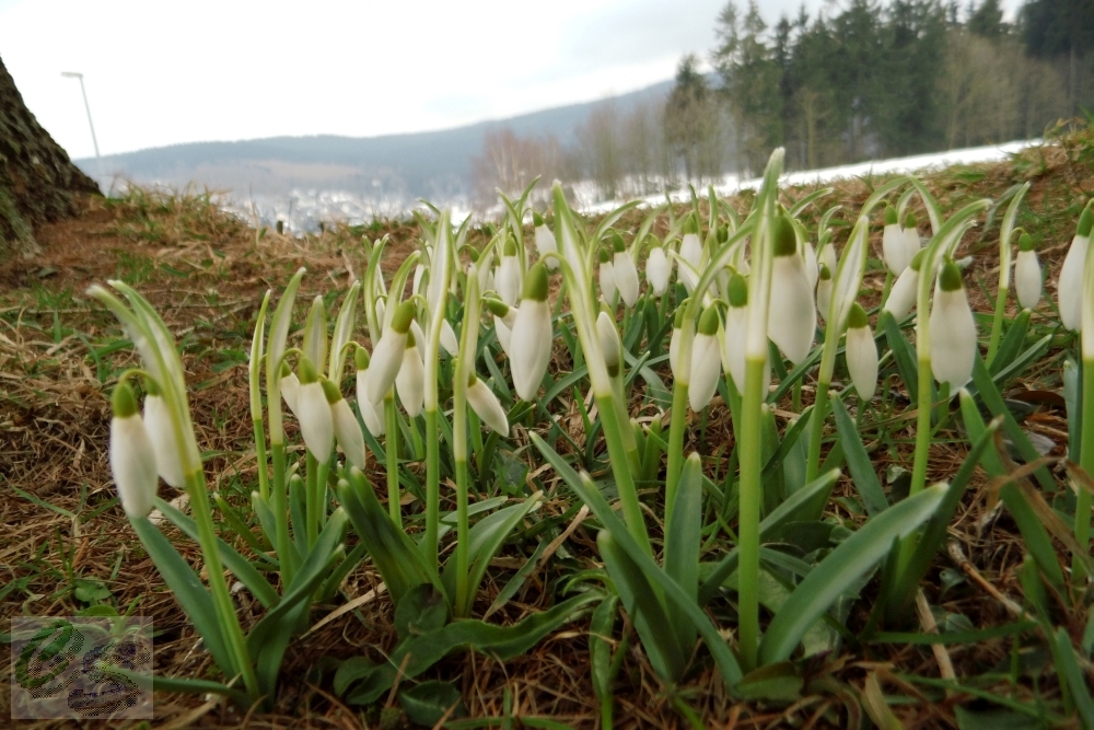 Frühling