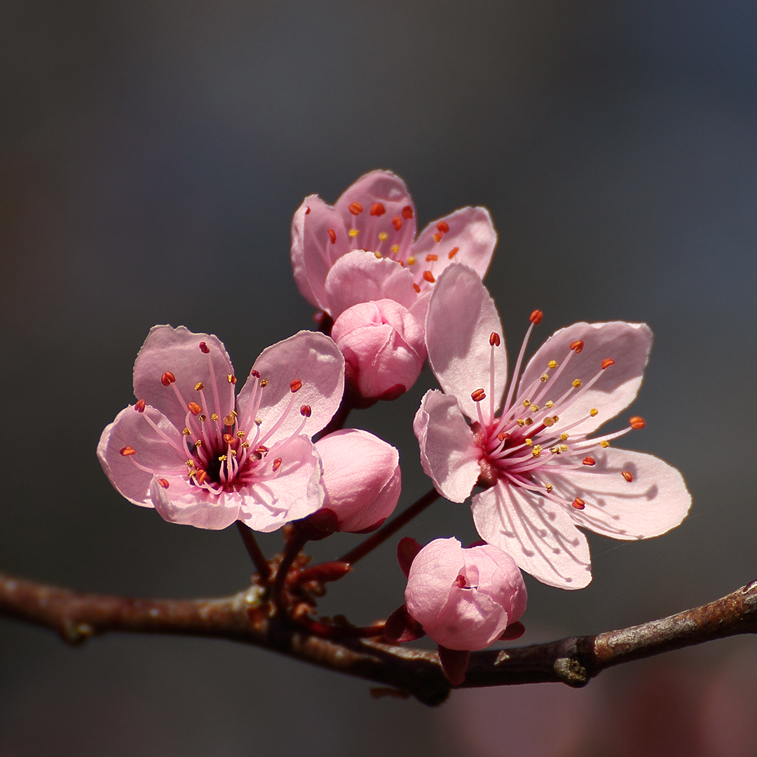 Frühling