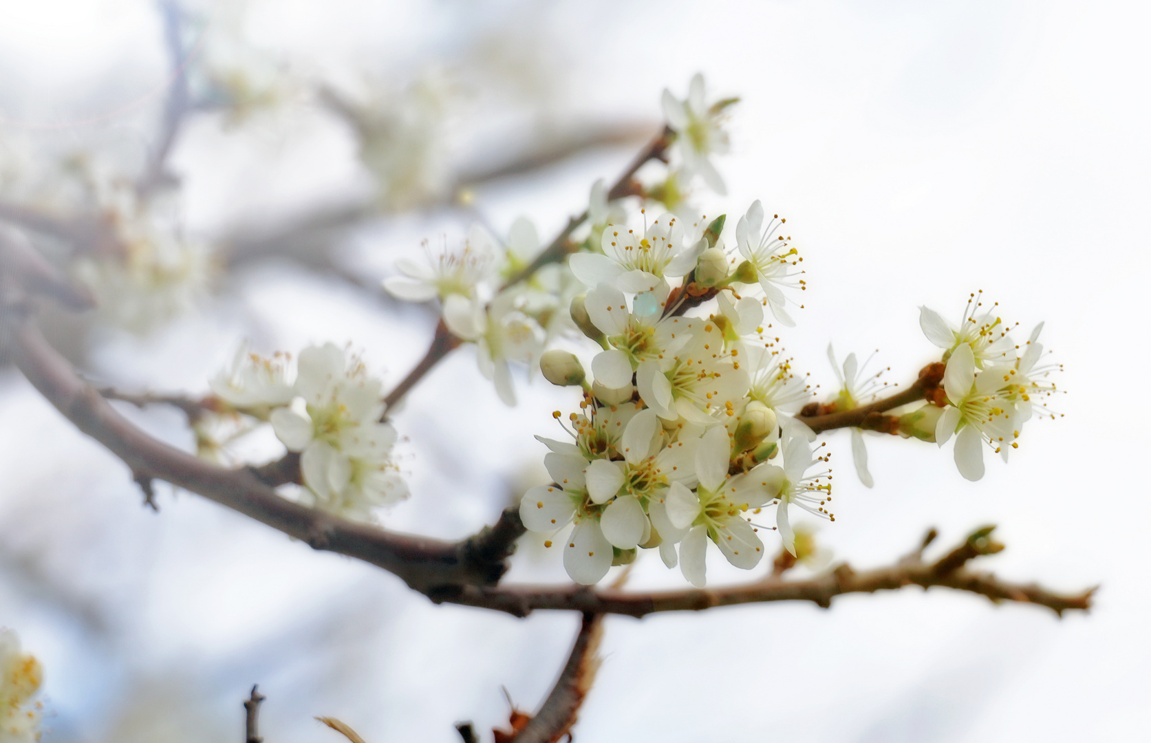 Frühling