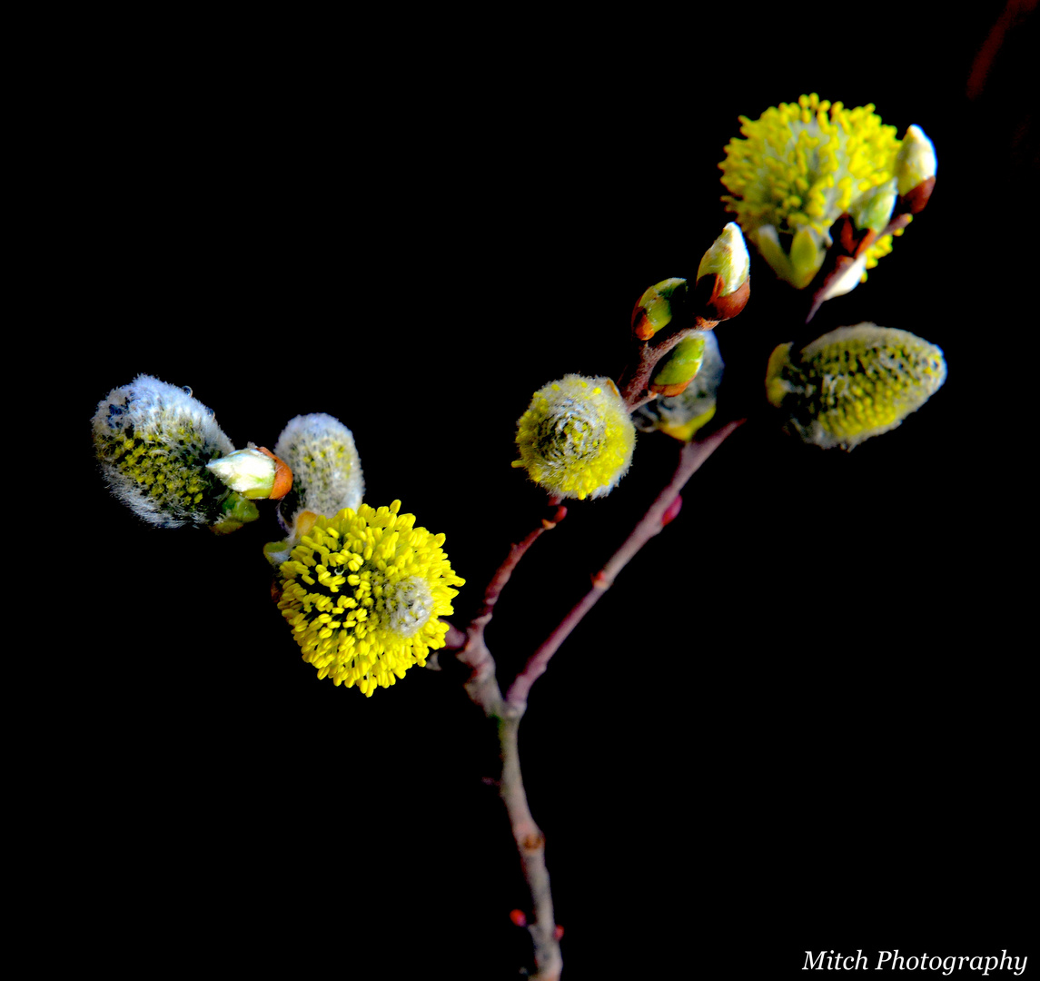 Frühling