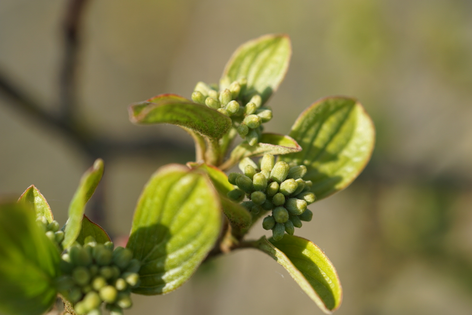 Frühling 