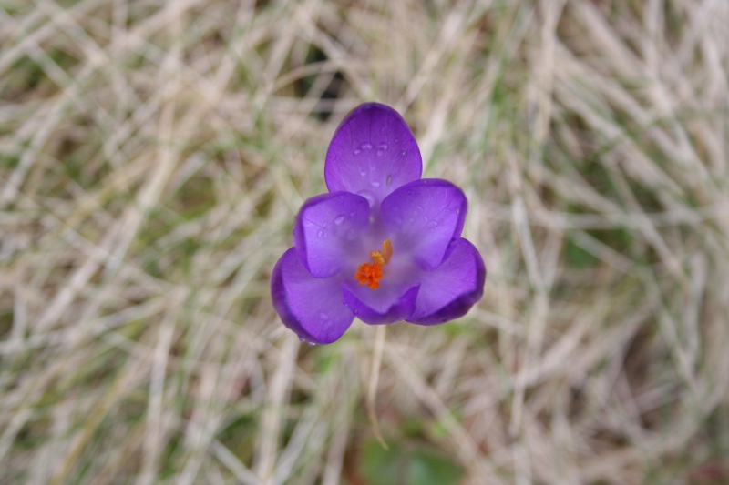 frühling!!!