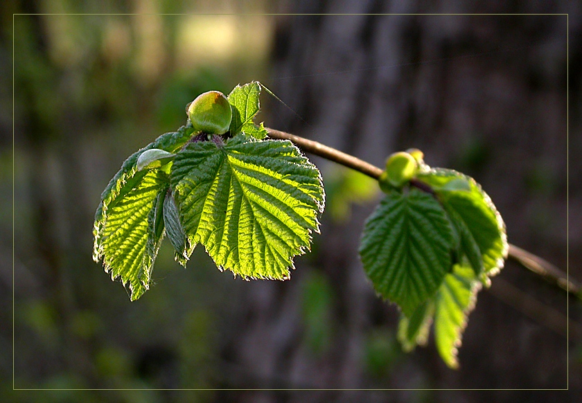 Frühling