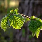 Frühling