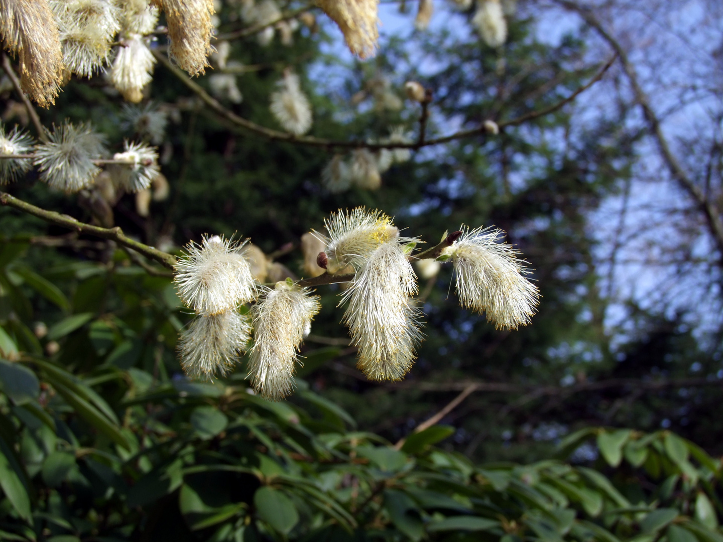 Frühling