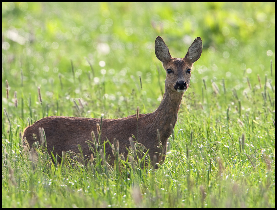 Frühling