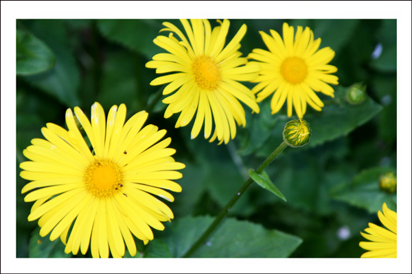 Frühling von Kati Grimm 