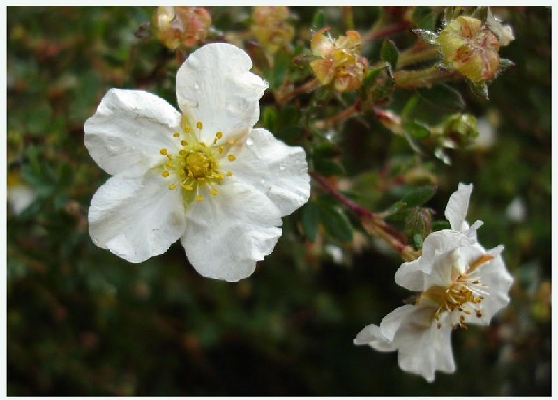 Frühling filigran 3