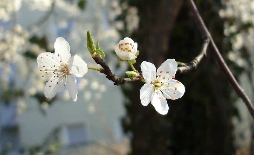 Frühling filigran