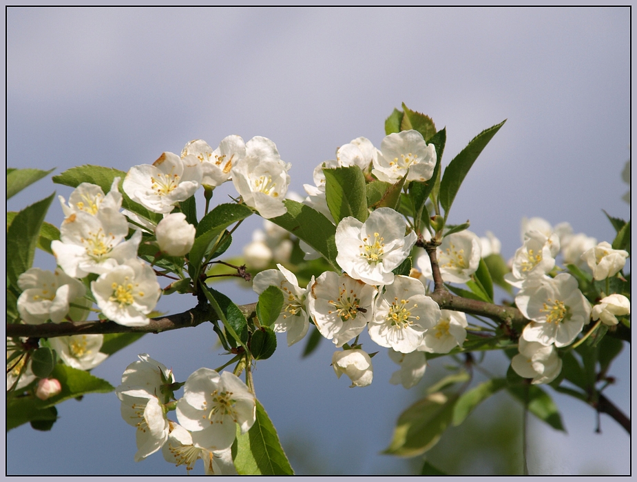 Frühling - forår