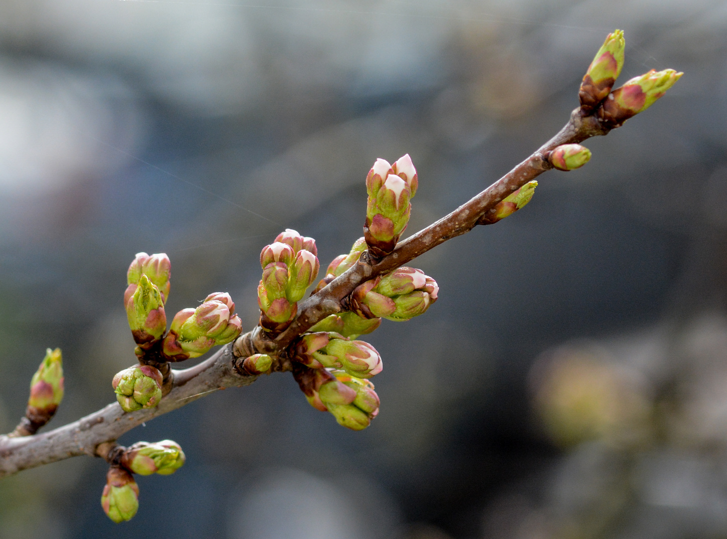 Frühling ? Frühling !